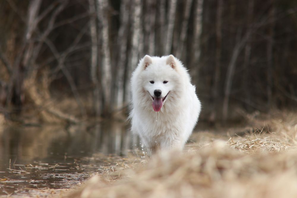 Photograph by Дарья Чистякова