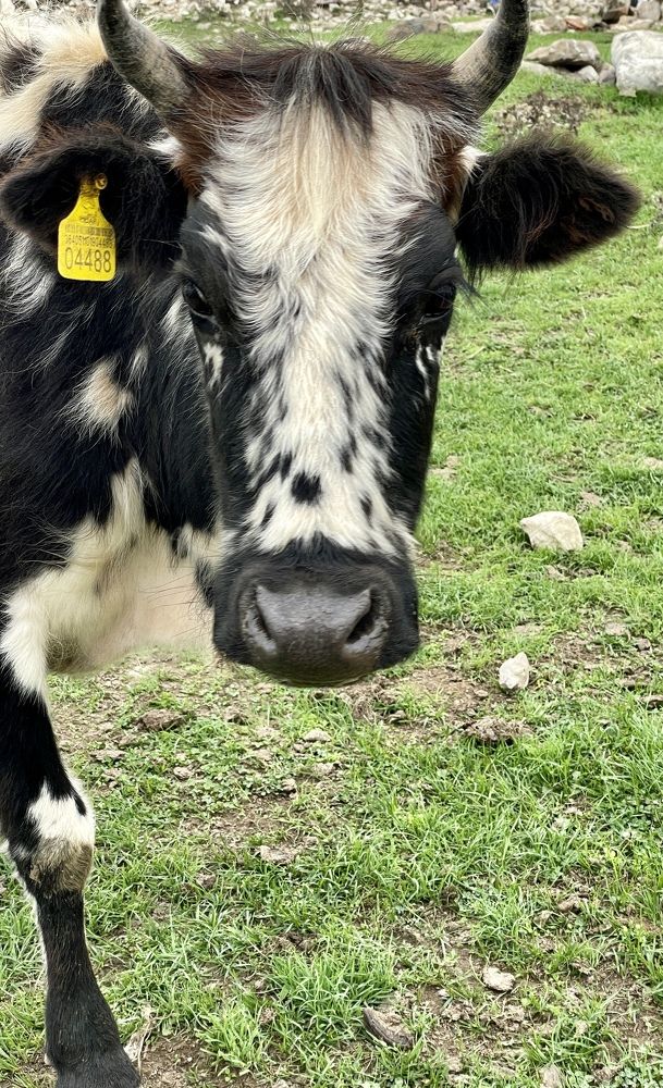 Photograph by Sarah Mirzakazemi