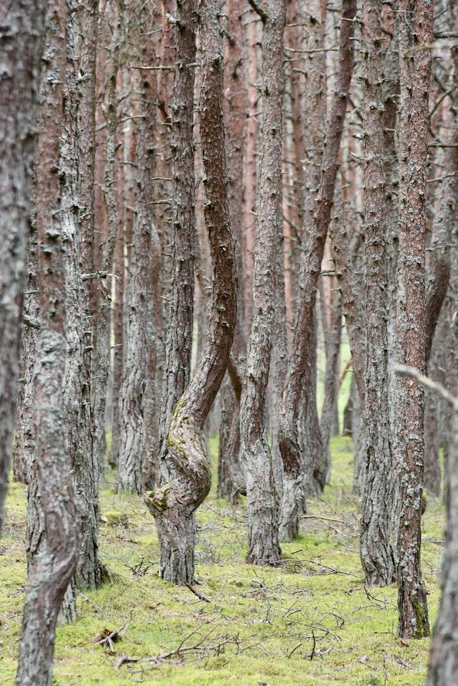 Танцующий лес.