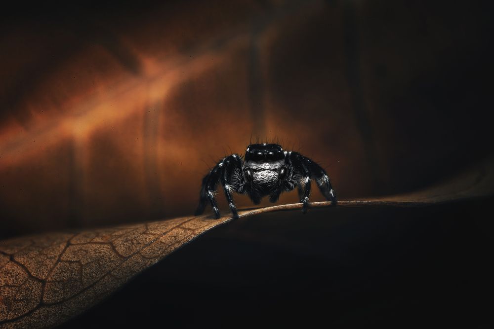 Photograph by Niranjan Baishya