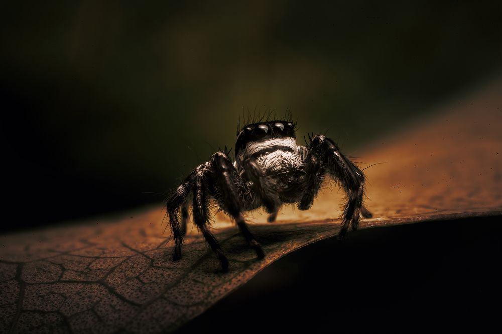 Photograph by Niranjan Baishya