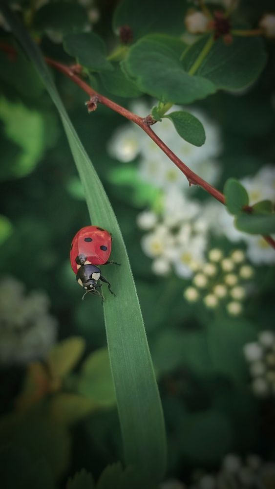 Фотография автора Анастасия Мамаева
