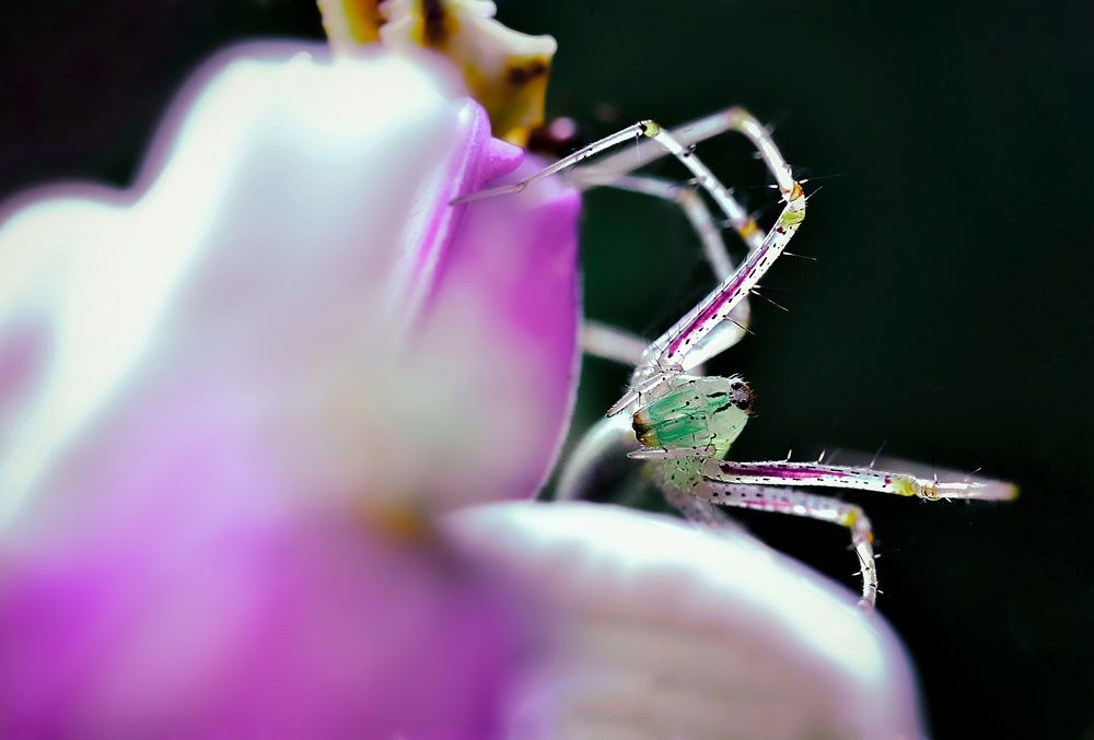 Photograph by Soumabha Chakraborty