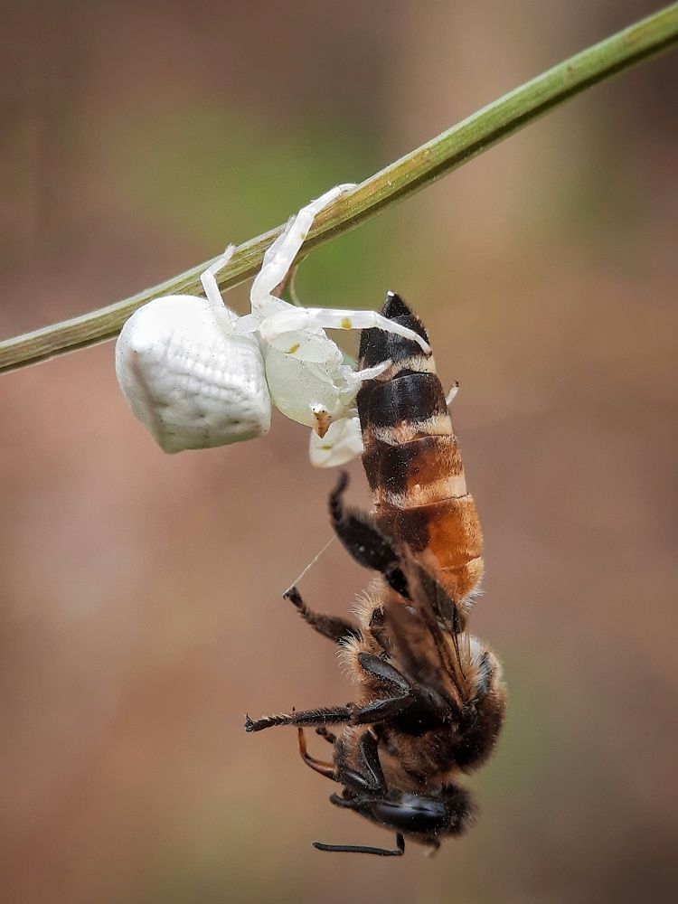 Photograph by Souradip Dey