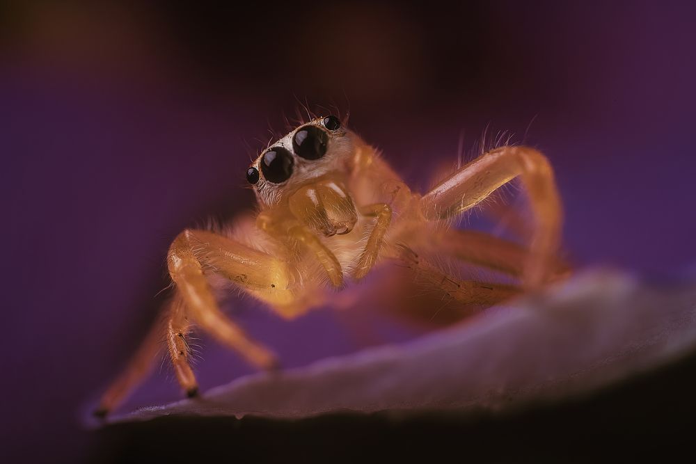 Photograph by Niranjan Baishya