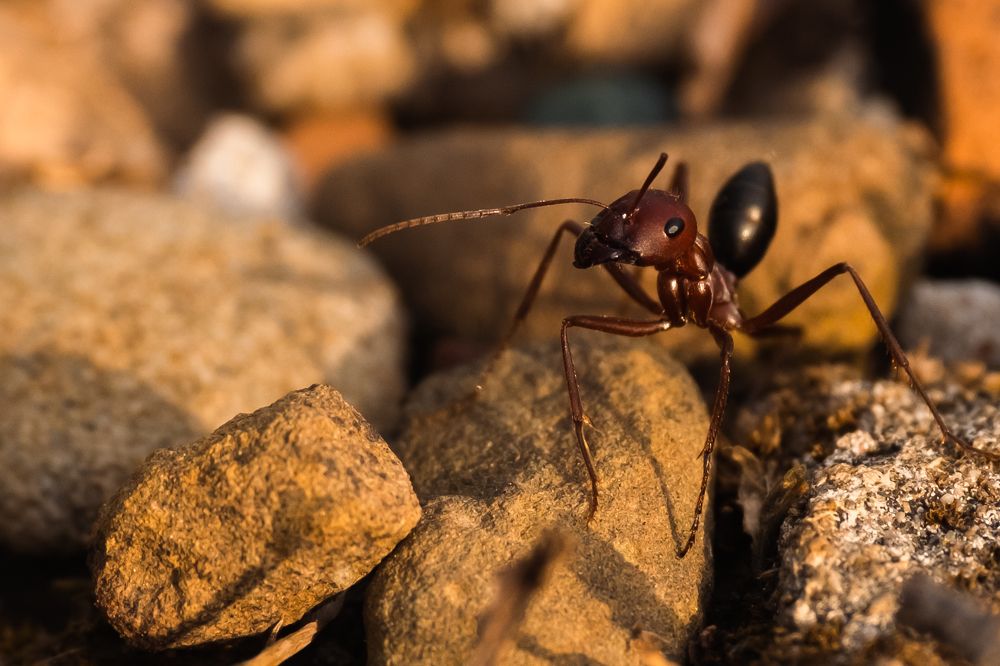 Фотография автора Oleg Gurev