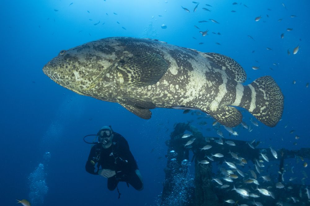 Photograph by Diogo Benchimol