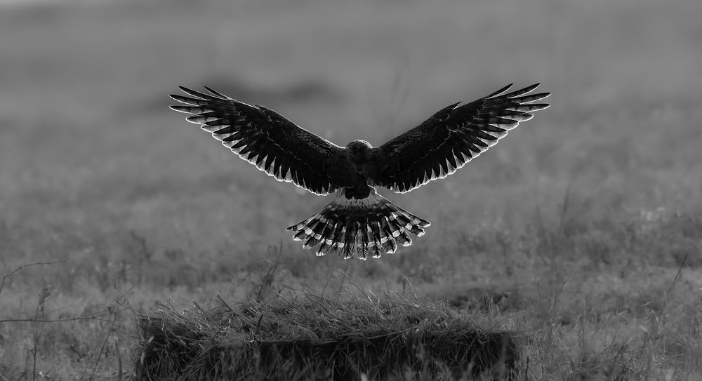 Фотография автора Sajeev Krishnan