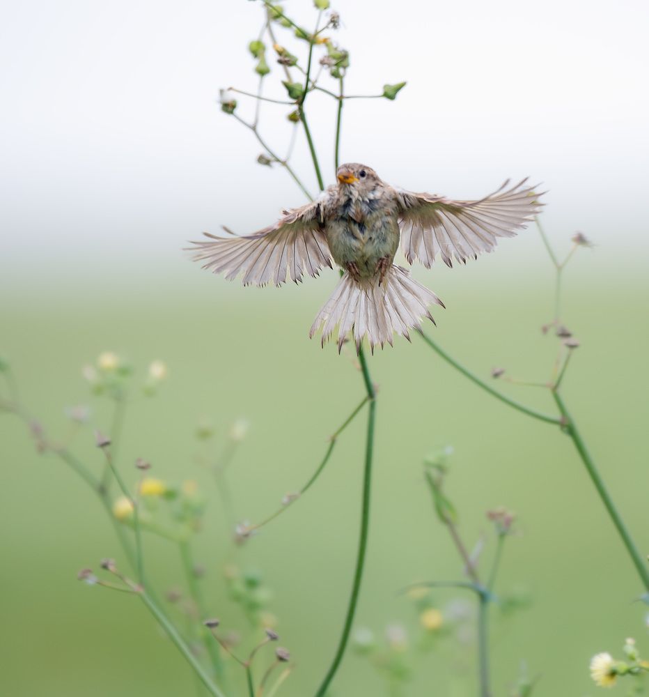 Фотография автора Sajeev Krishnan