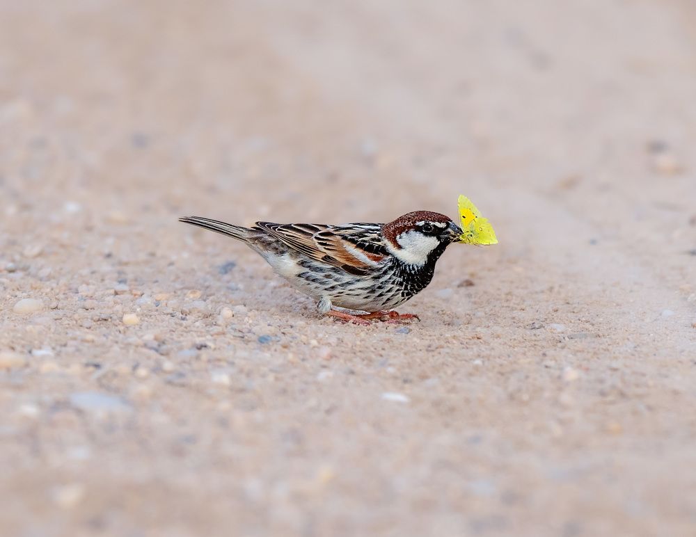 Фотография автора Sajeev Krishnan