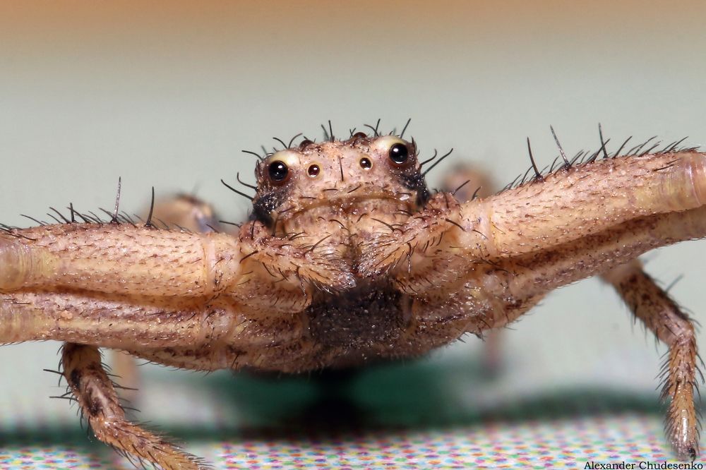 Привеет! Дай обниму!