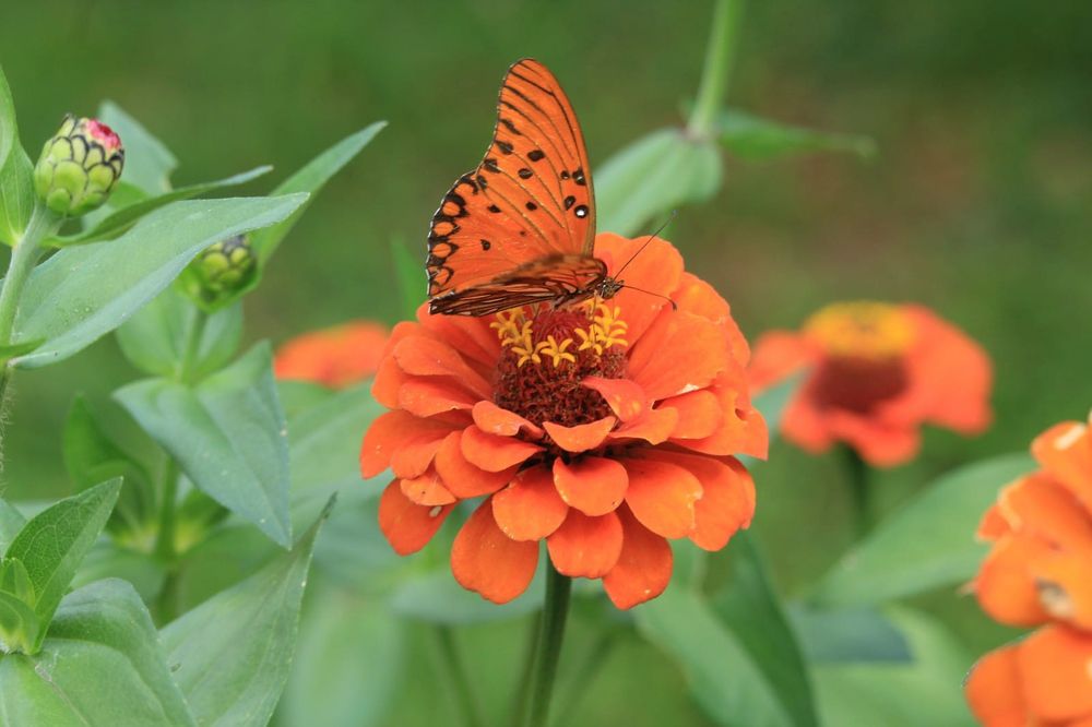 A palheta