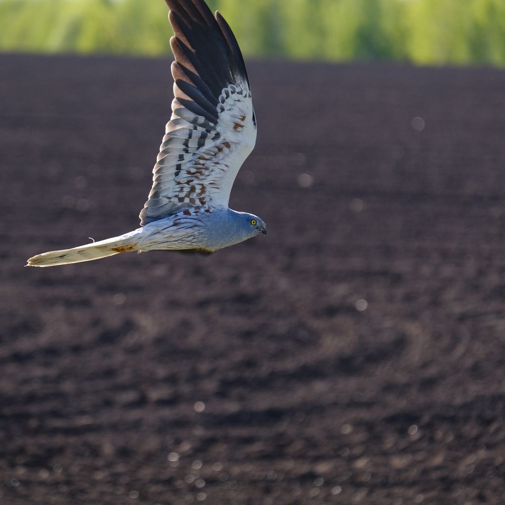 Фотография автора Александр Высоцкий