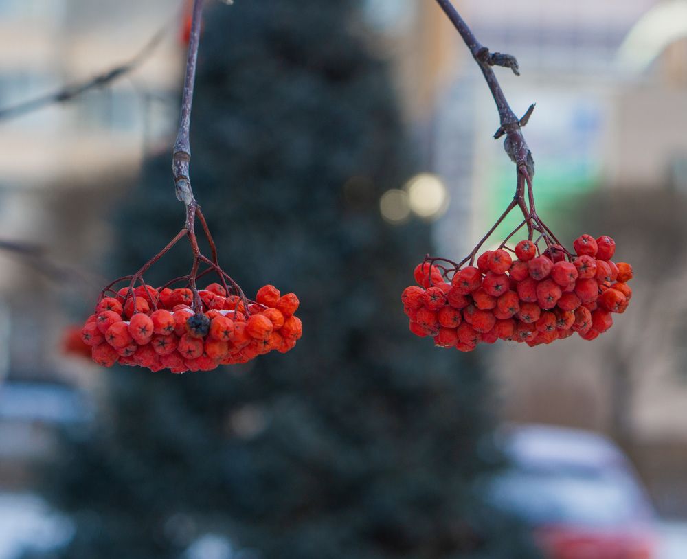 Photograph by Александр Пургин