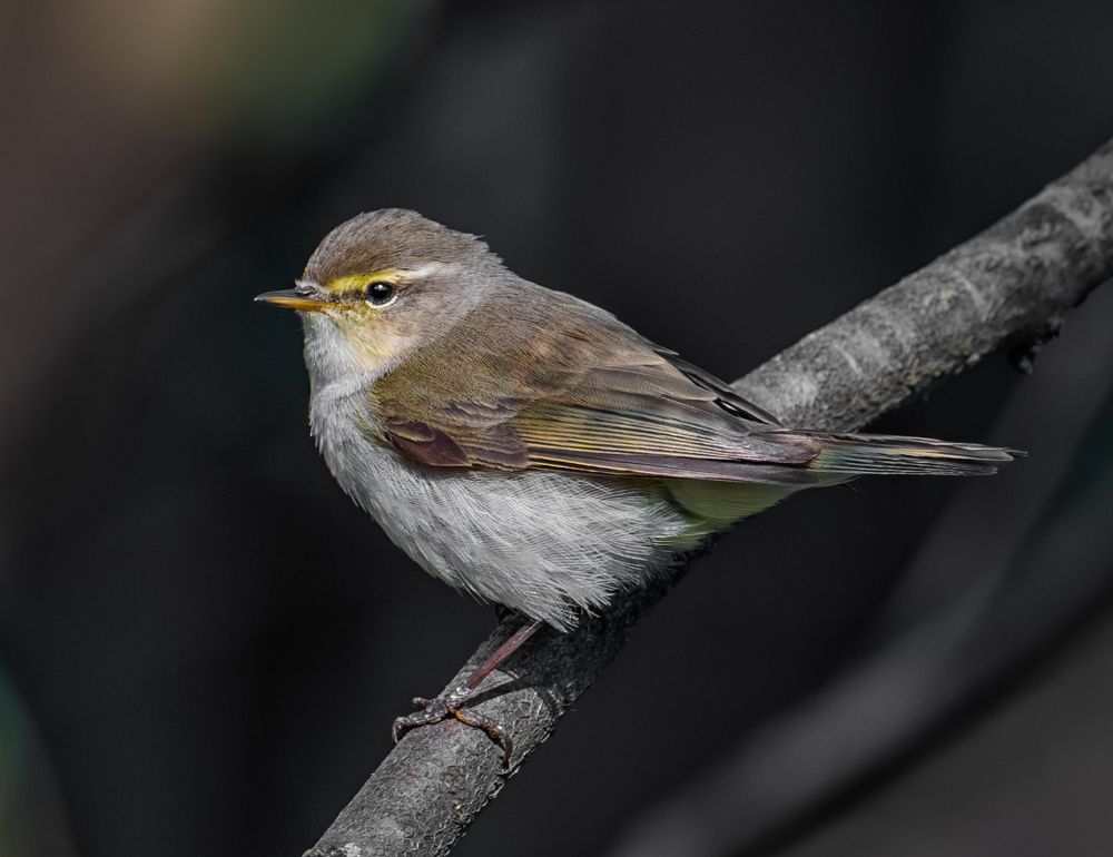 Photograph by Курлянцев Алексей