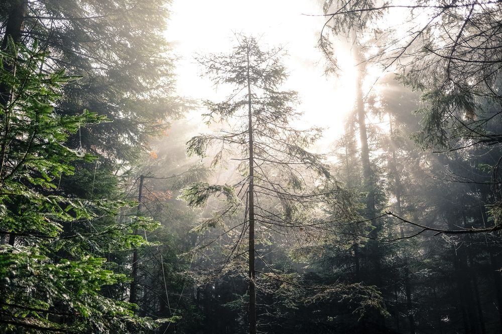 Photograph by Janez Klenovšek