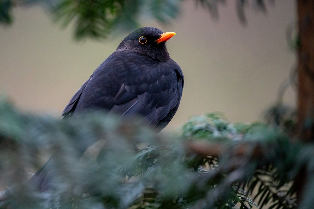 Photograph by Anton Leonchikov