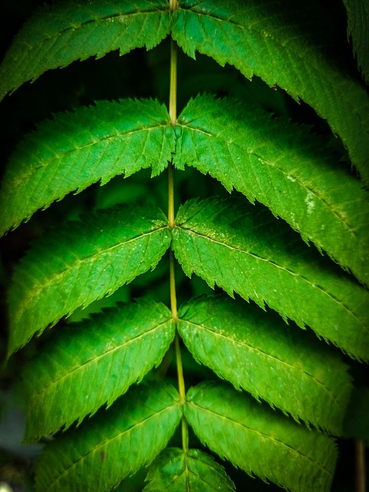 Photograph by Владимир Сушкин