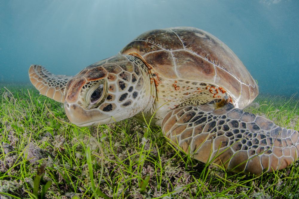 Photograph by ANTONIO RUVER BANDEIRA