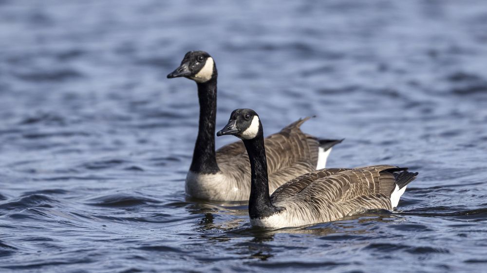 Фотография автора Clement Roy