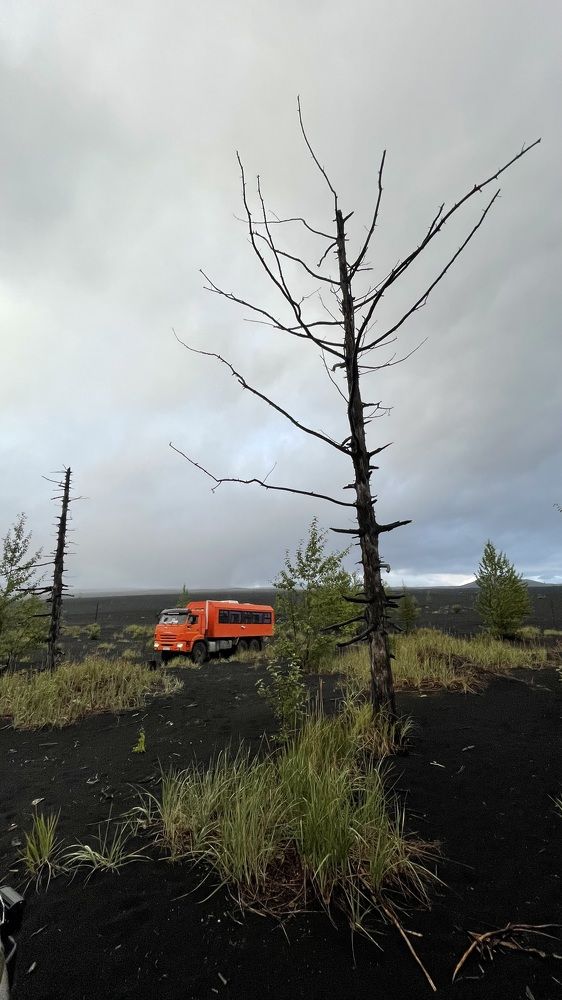 Мертвый лес