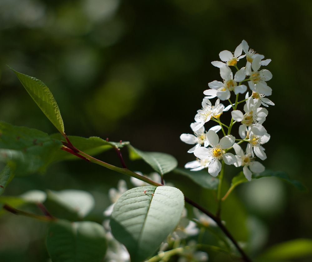 Photograph by Вячеслав Швецов