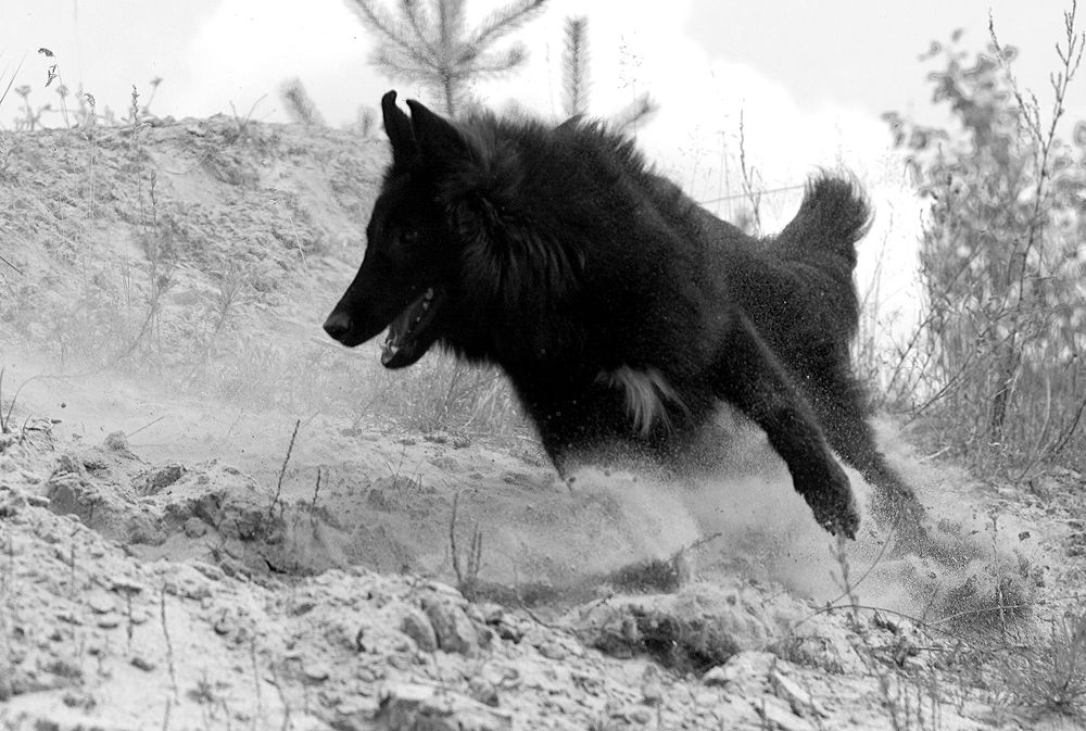 Фотография автора Надежда Лисицына