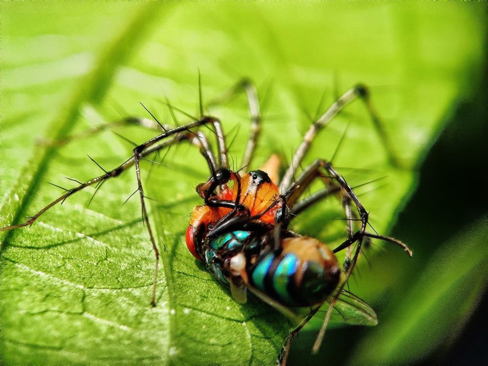 Фотография автора RAHUL SAHA