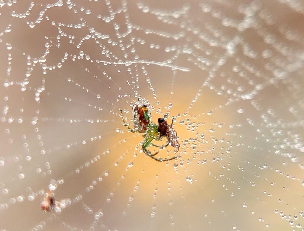 Фотография автора RAHUL SAHA