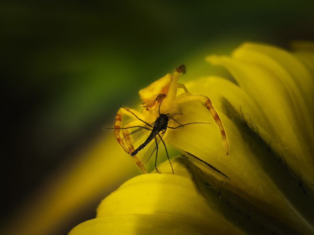 Photograph by Serdar AVCI