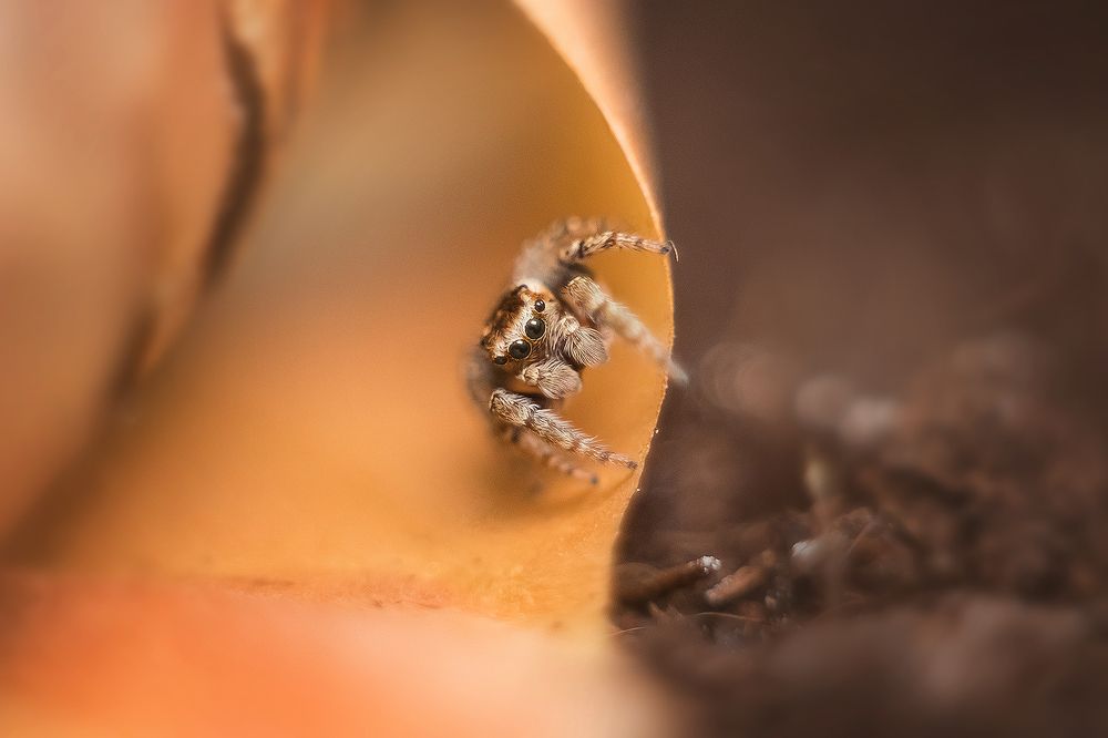 Photograph by Виктория Мамаева