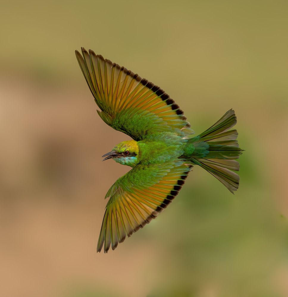 Bee-eater in action