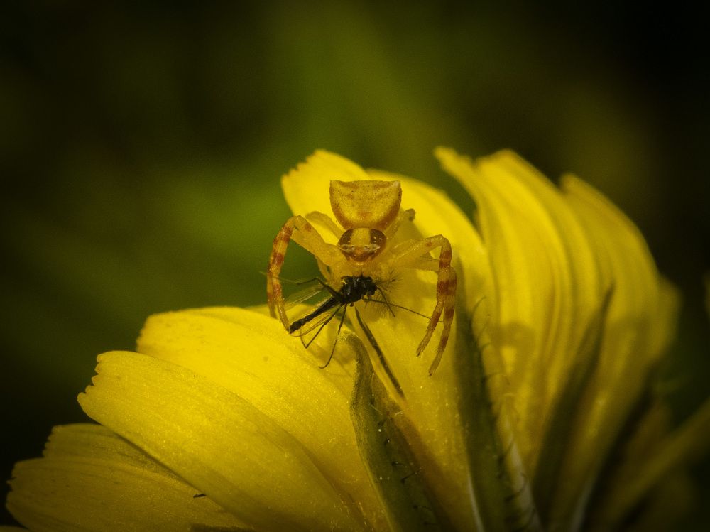 Photograph by Serdar AVCI