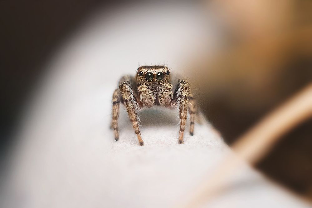 Photograph by Виктория Мамаева