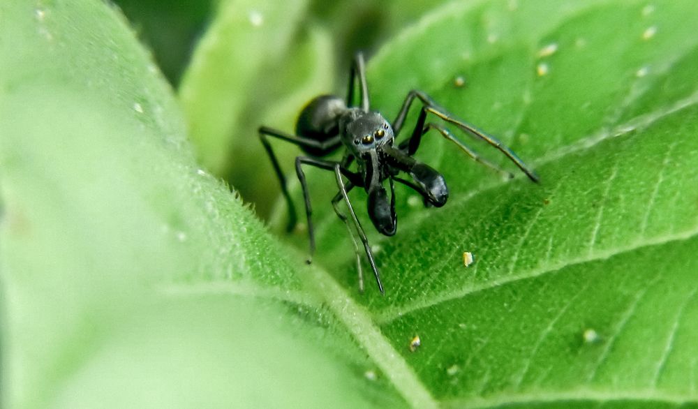 Photograph by Bidyut Dutta