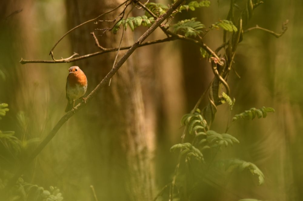 Photograph by Ivo Damen