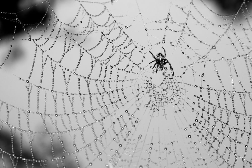 Photograph by Luis Sergio Goncalves