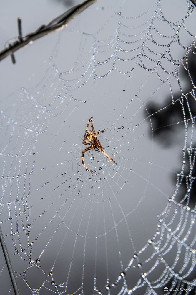 Photograph by Luis Sergio Goncalves