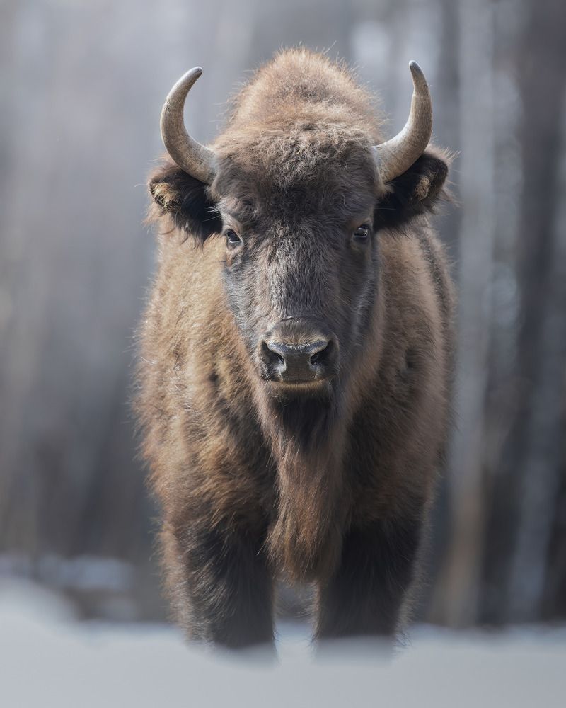 Фотография автора Поляков Михаил