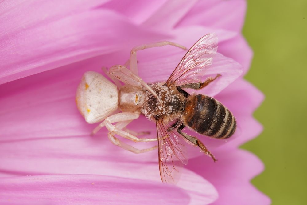 Фотография автора Hasan Al hamada