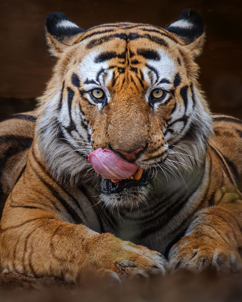 Photograph by Siddhartha Roy Choudhury