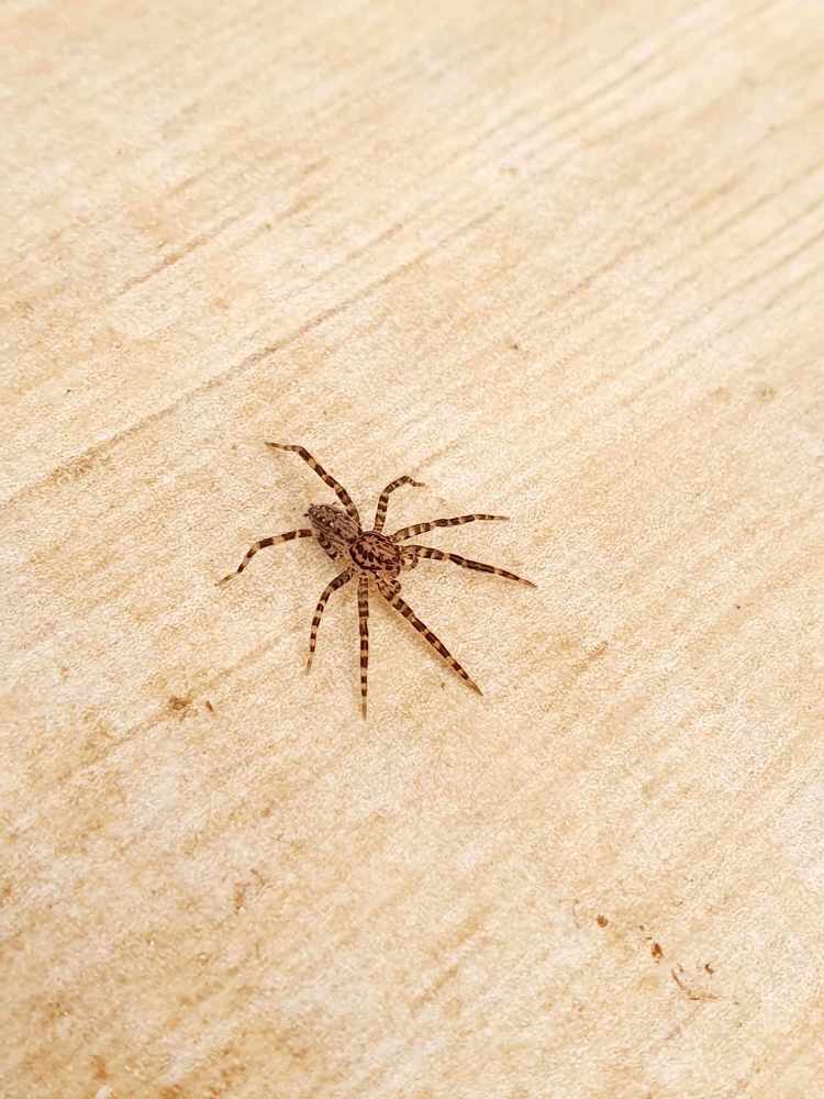 Photograph by Régis Santos