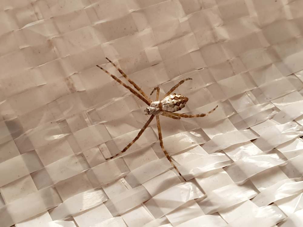 Photograph by Régis Santos