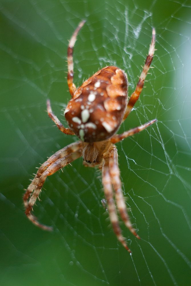 Photograph by Анастасия Фохт