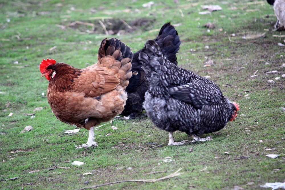 Photograph by Ольга Павлова