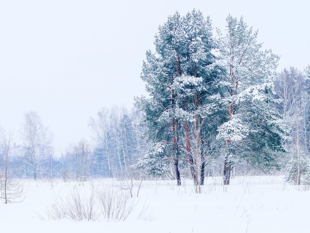 Photograph by Irina Sorokoletova