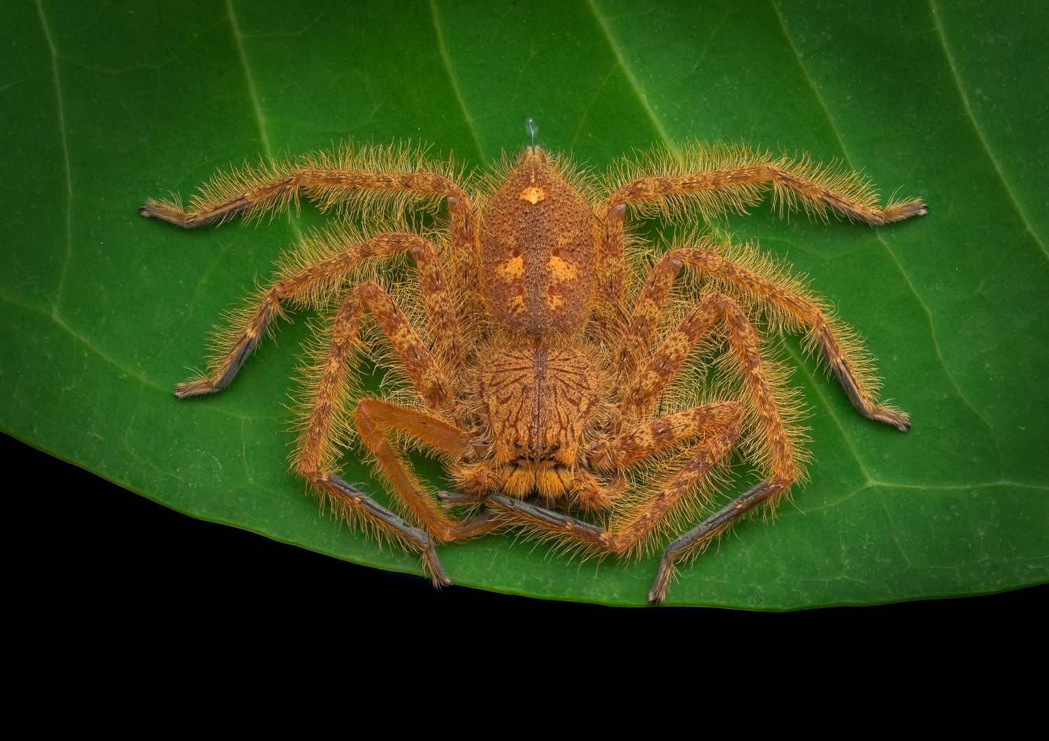 Фотография #10568581