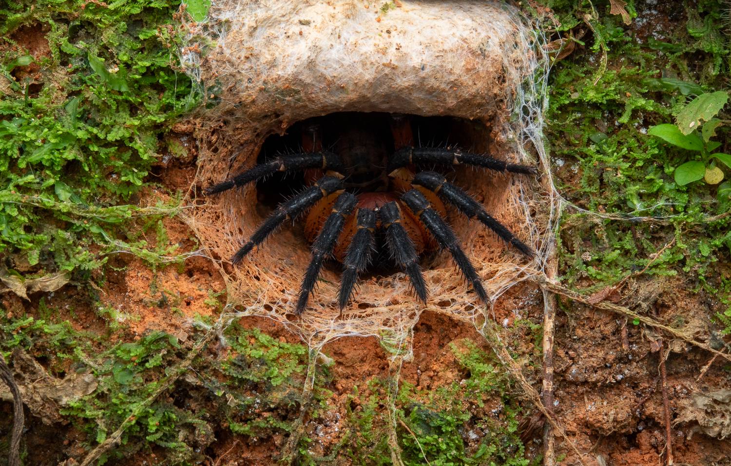 Фотография #10568583