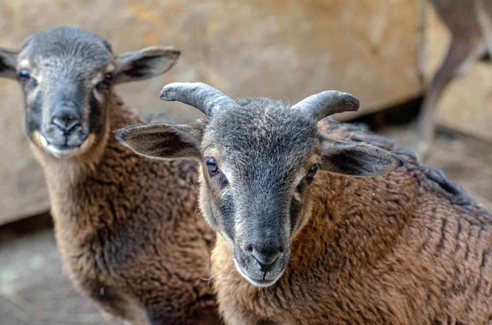 Фотография автора Владимир Брызгунов