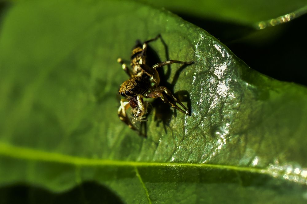 Photograph by Pujo Cahyono